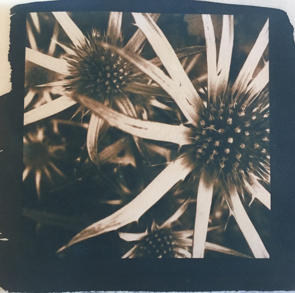 Black and white closeup photo of sunflowers by Jo Anderson.