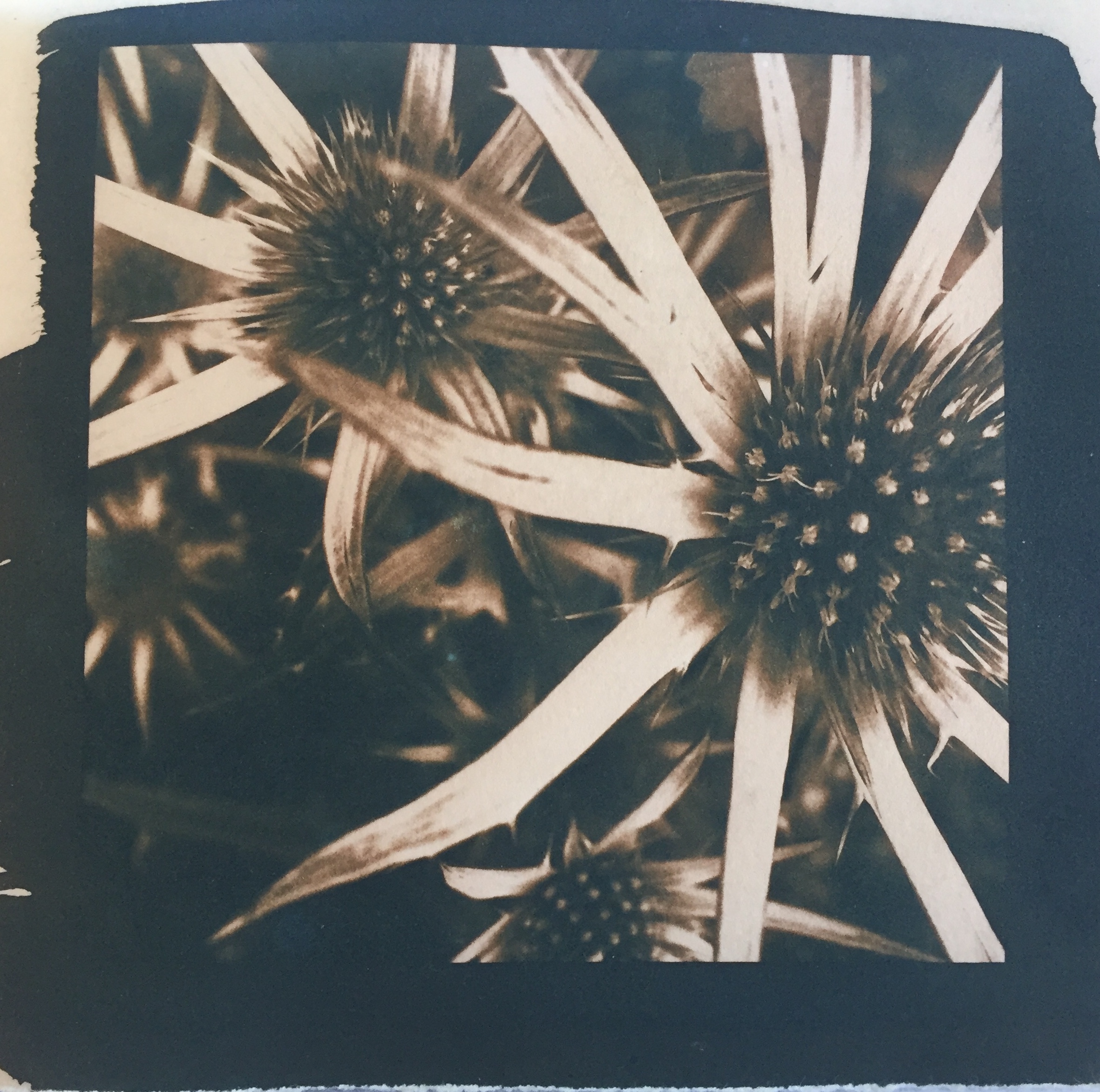 Black and white closeup photo of sunflowers by Jo Anderson.